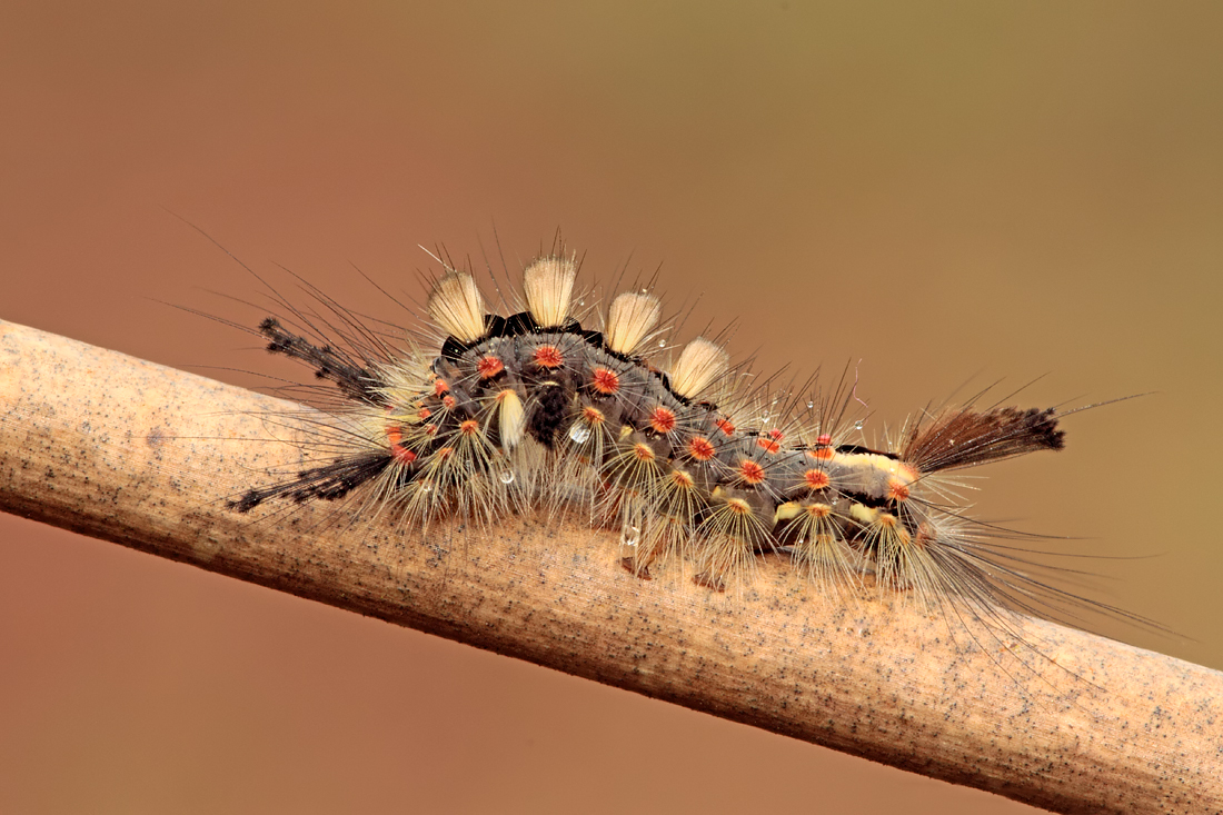Vapourer Moth Caterpillar 2